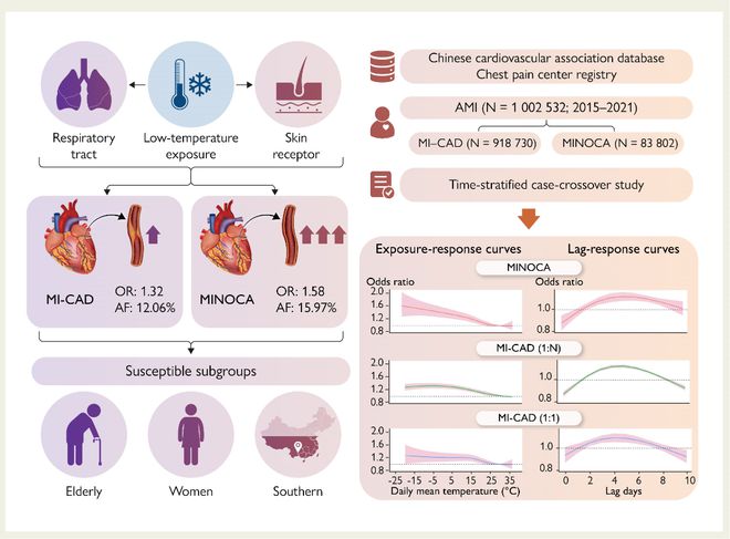 EHJ：胸痛中心大数据揭示低温暴露增加MINOCA发病风险同时相关性较MI-CAD更为显著(图2)
